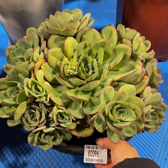 桃**橙牡丹亭80096多肉