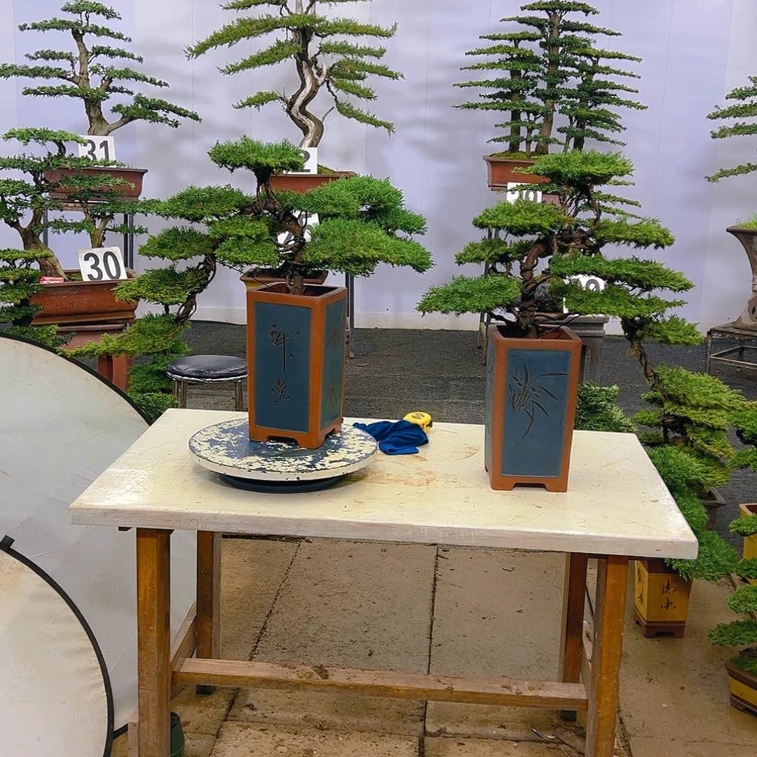 松柏松柏盆景，直播间一物