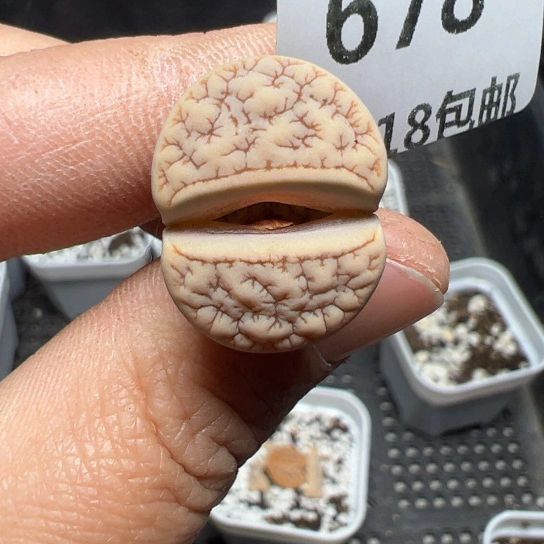 【闪购商品】678……