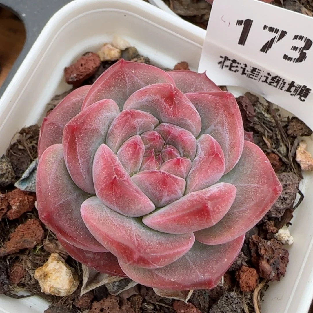 花语逸镜0224-173