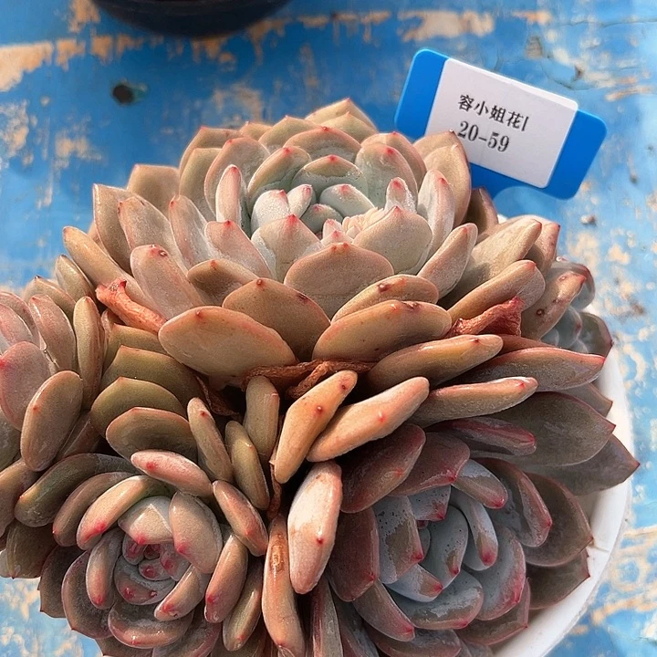 20.59紫皮石榴一个