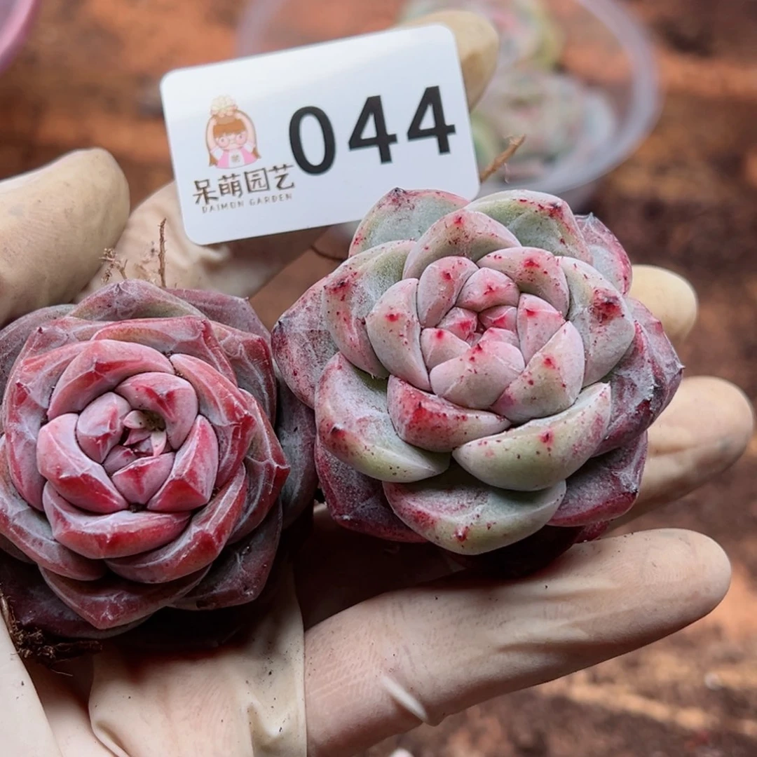 多肉植物多肉植物