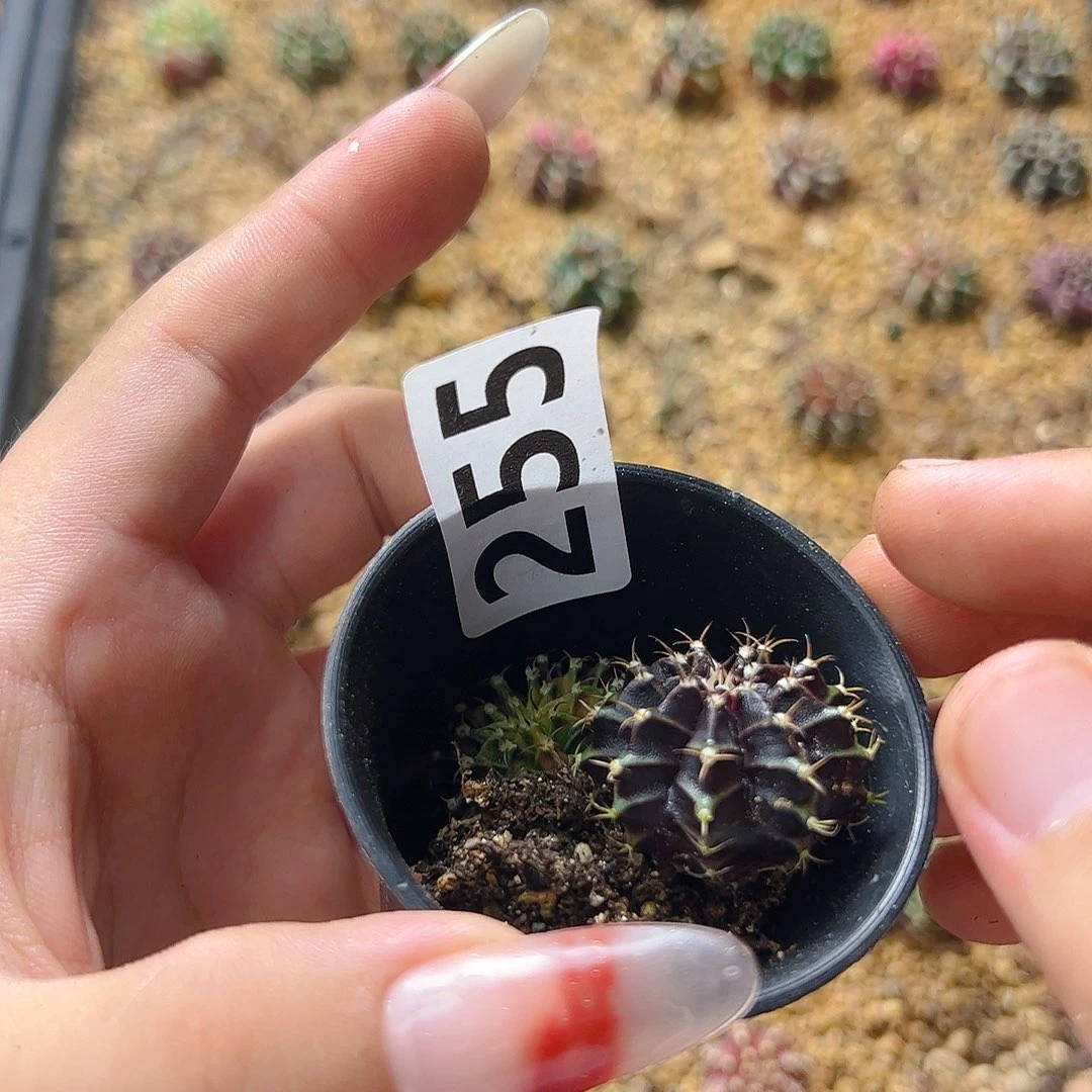 乐***乐当前无花栽培后可以开花255
