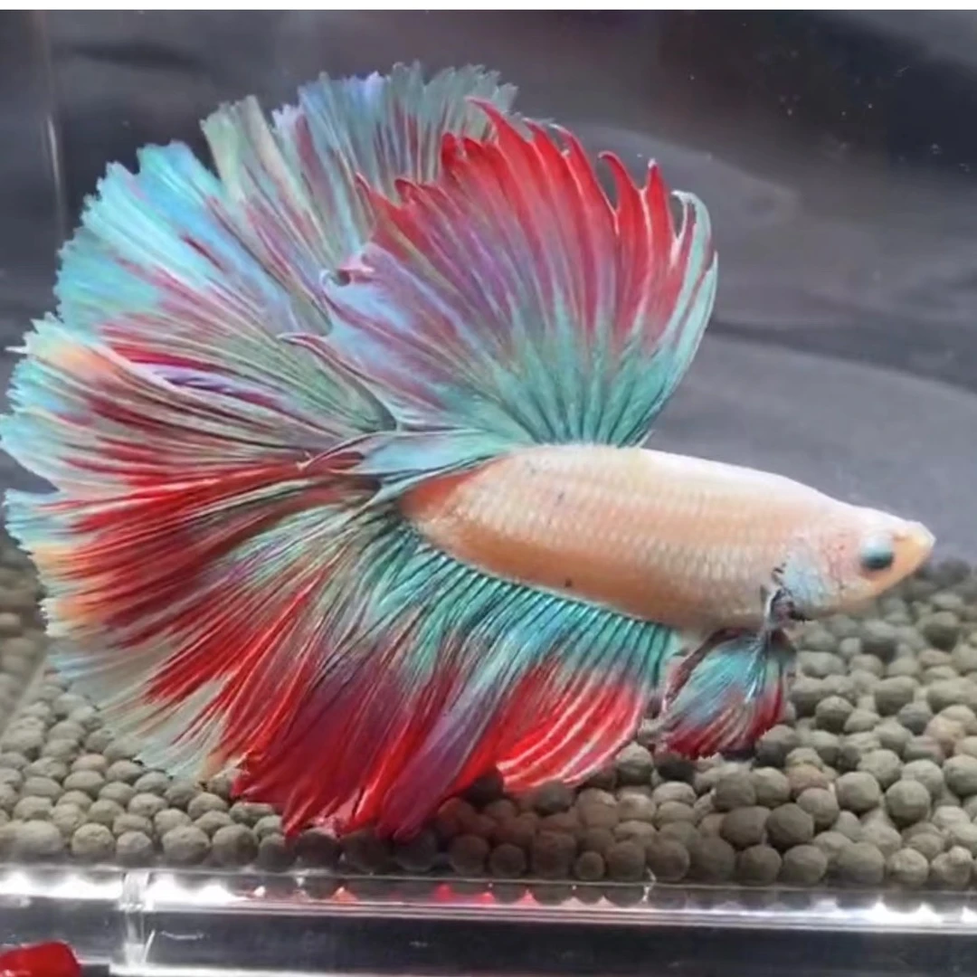 1-8号泰国斗鱼直播间选购半月婚纱将军斗鱼