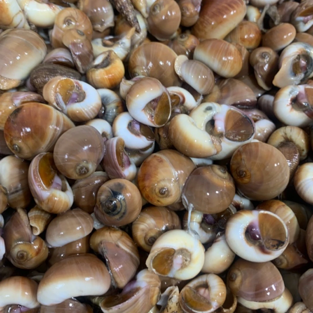 渤海湾小香螺（野生小香螺3斤-6斤）嫌小勿拍！辣炒专用/顺丰包邮