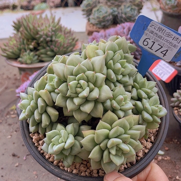 6174黄金象牙。