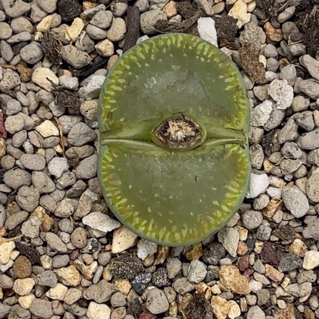 1779绿光阳1尺寸3.0