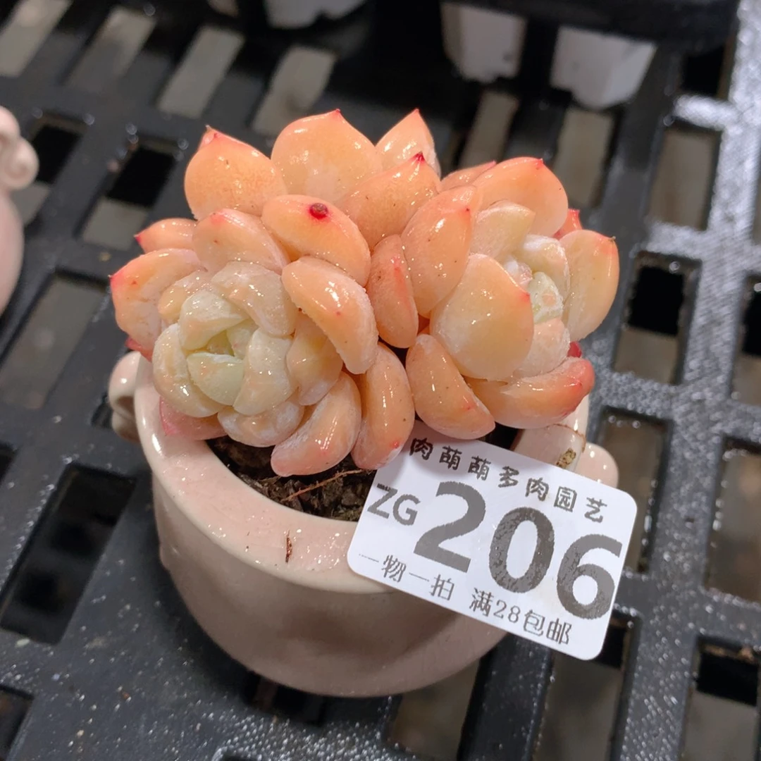 肉萌萌拇指盆精控多肉ZG206