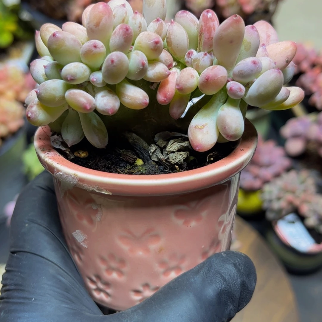 385苹果奶缀9厘米多肉