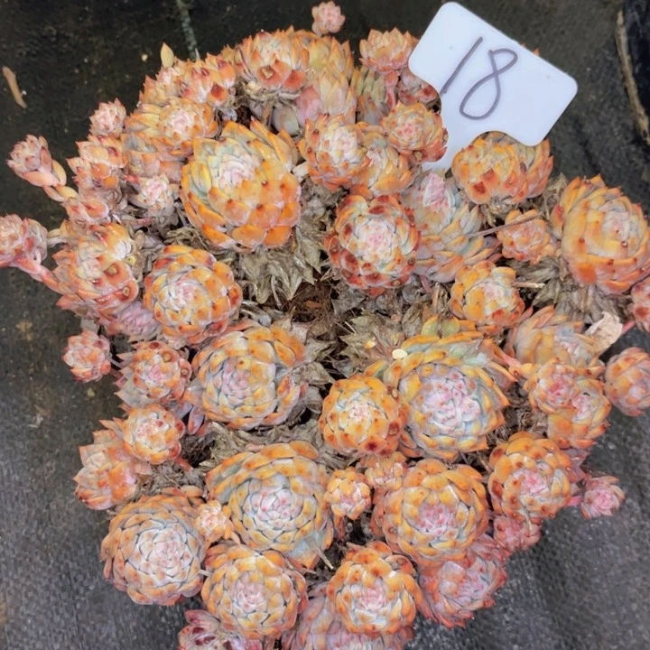 友家多肉一物一拍18