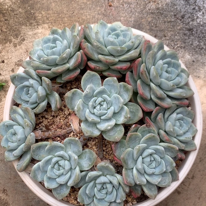 多肉植物冰玉自然群