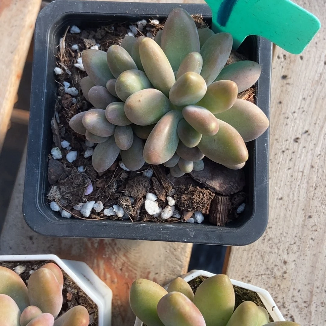 ****O9芒果奶多肉植物多肉