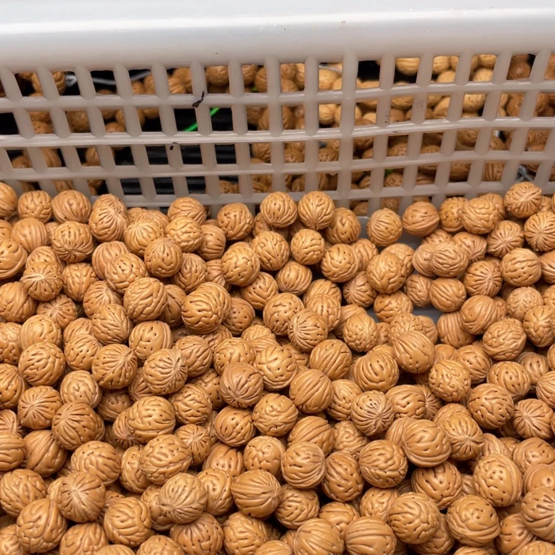 【闪购商品】李散子批发3300米