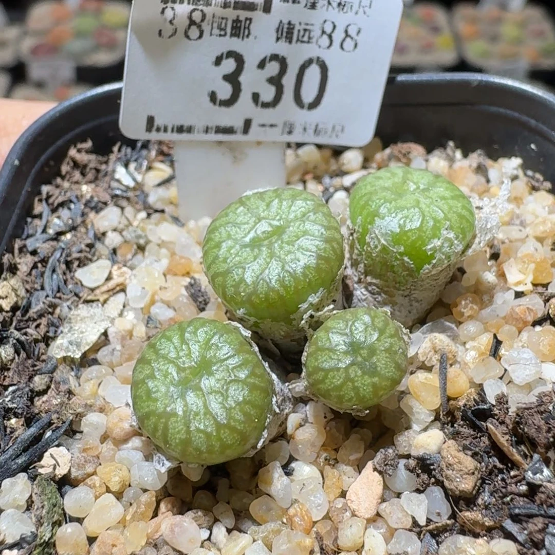 Sss精品便宜清了330