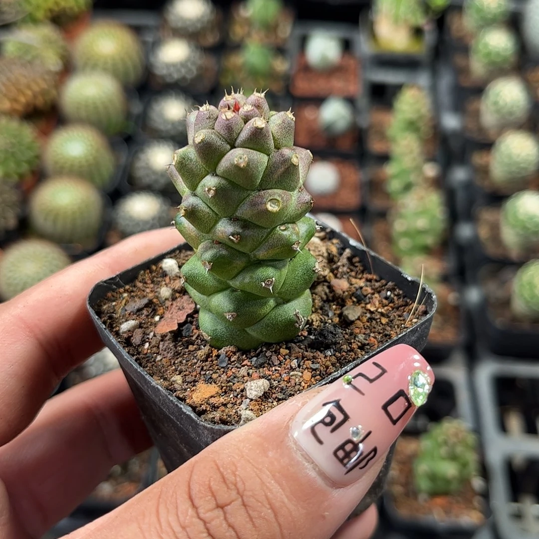 将军阁单头发货单头发