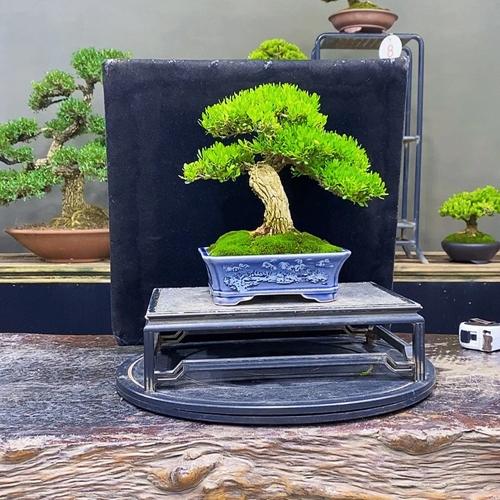 无花朵M黄杨盆景四季常青