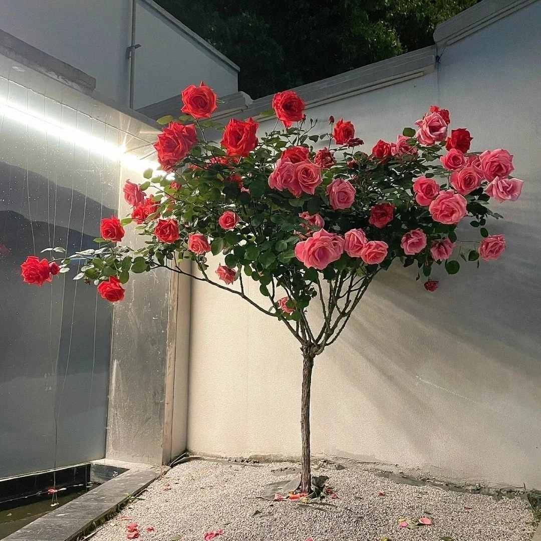 树桩树状月季苗四季大花浓香适合阳台盆地栽