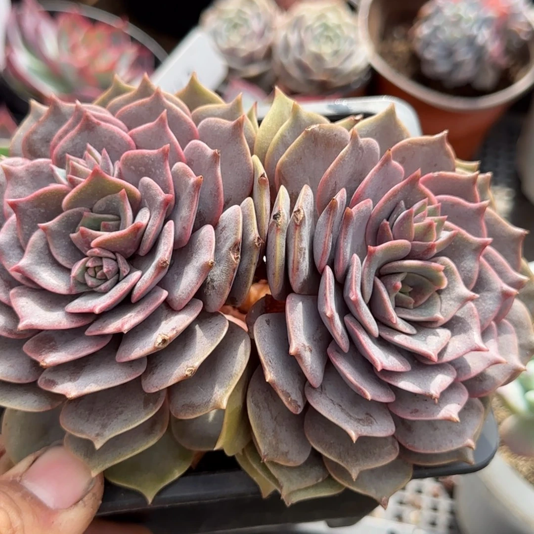 紫蝶叠叶惊鸿一物一拍包装收缩花旱