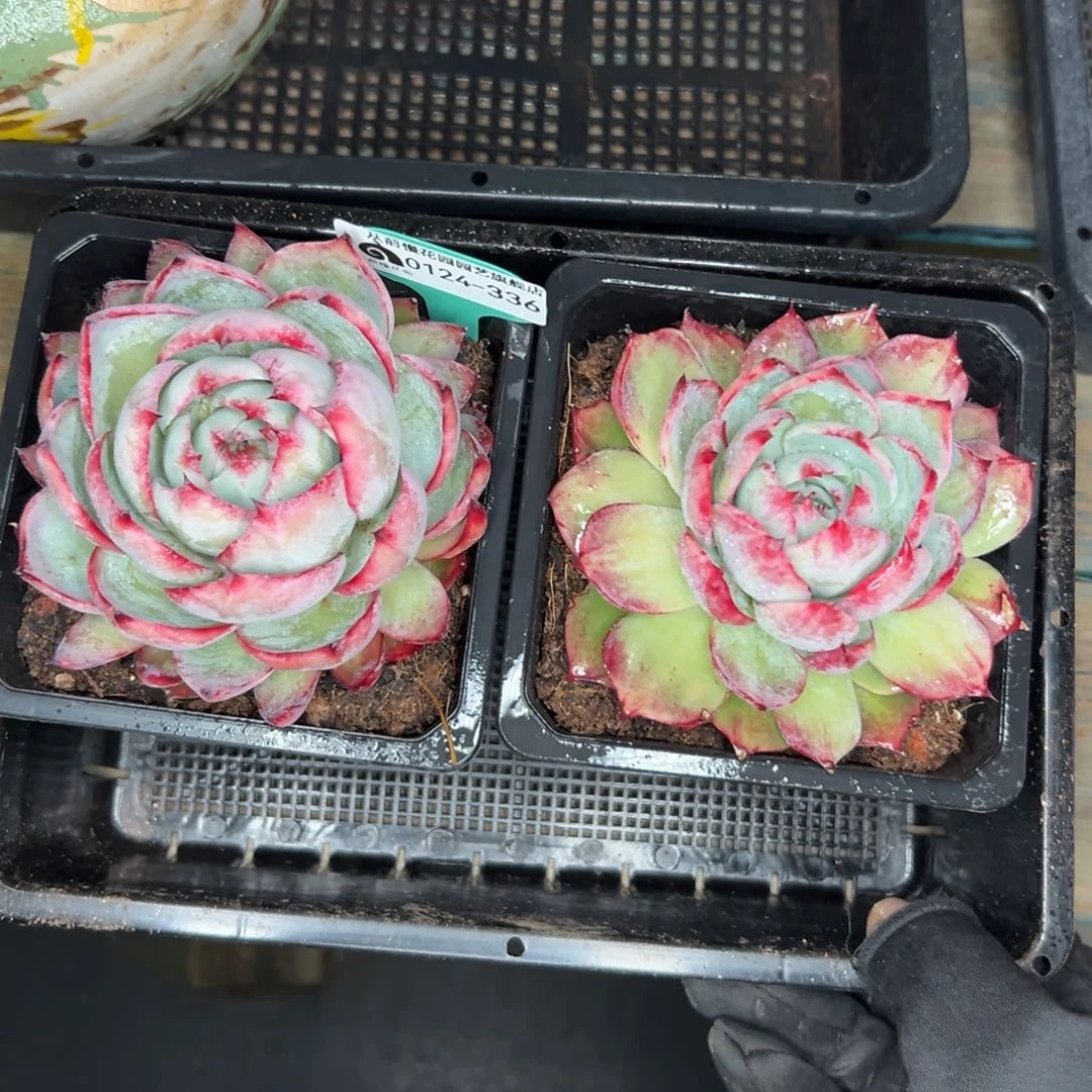 多肉一物一拍-0124-336