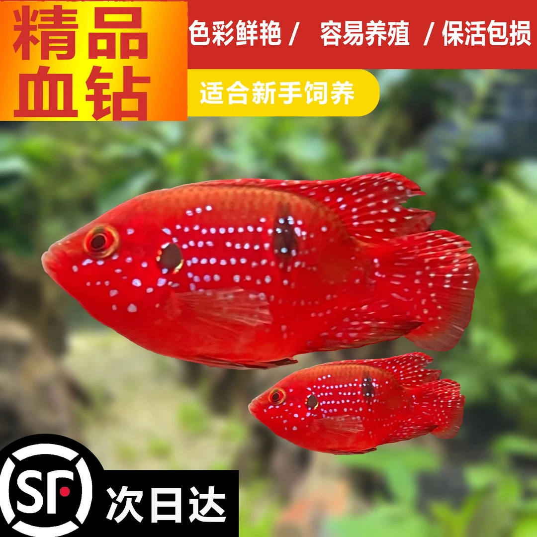 血钻球体红宝石迷你热带小型鱼观赏鱼慈鲷好养耐活可繁殖保活到家