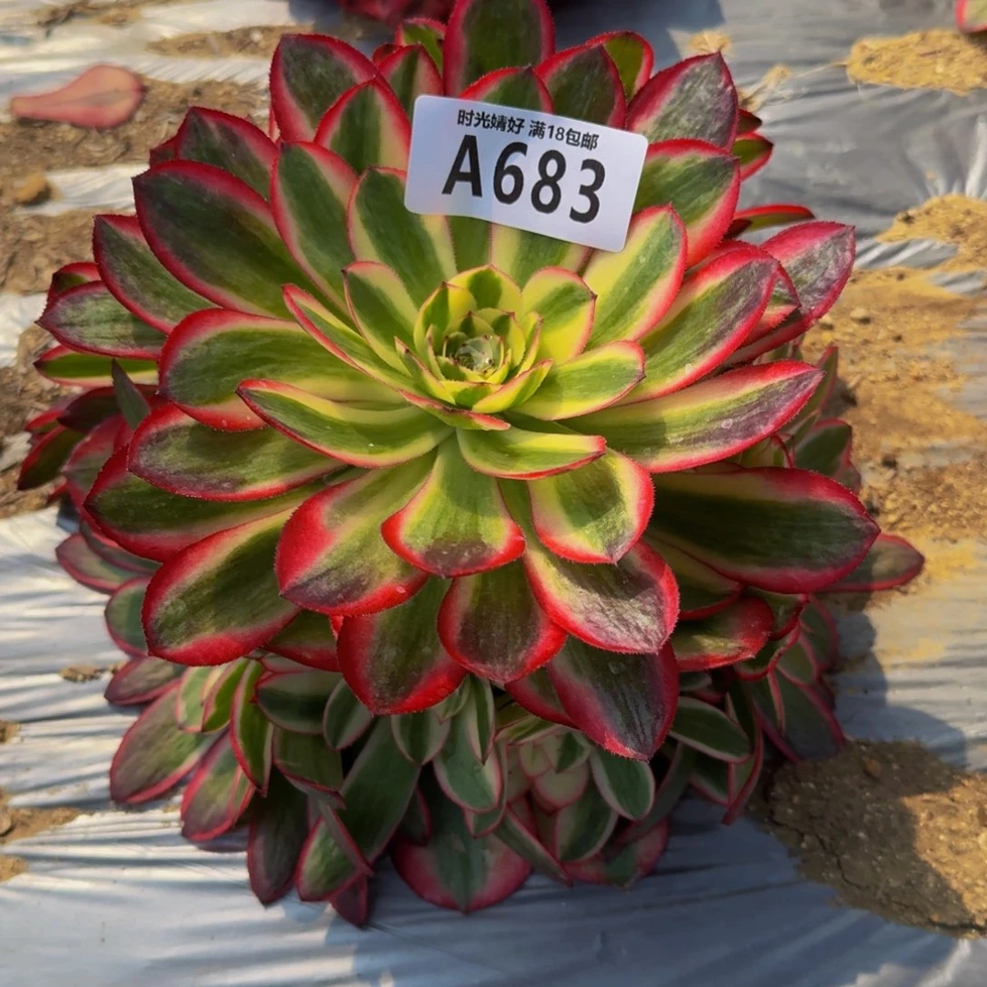 笑****683荔枝多肉植物