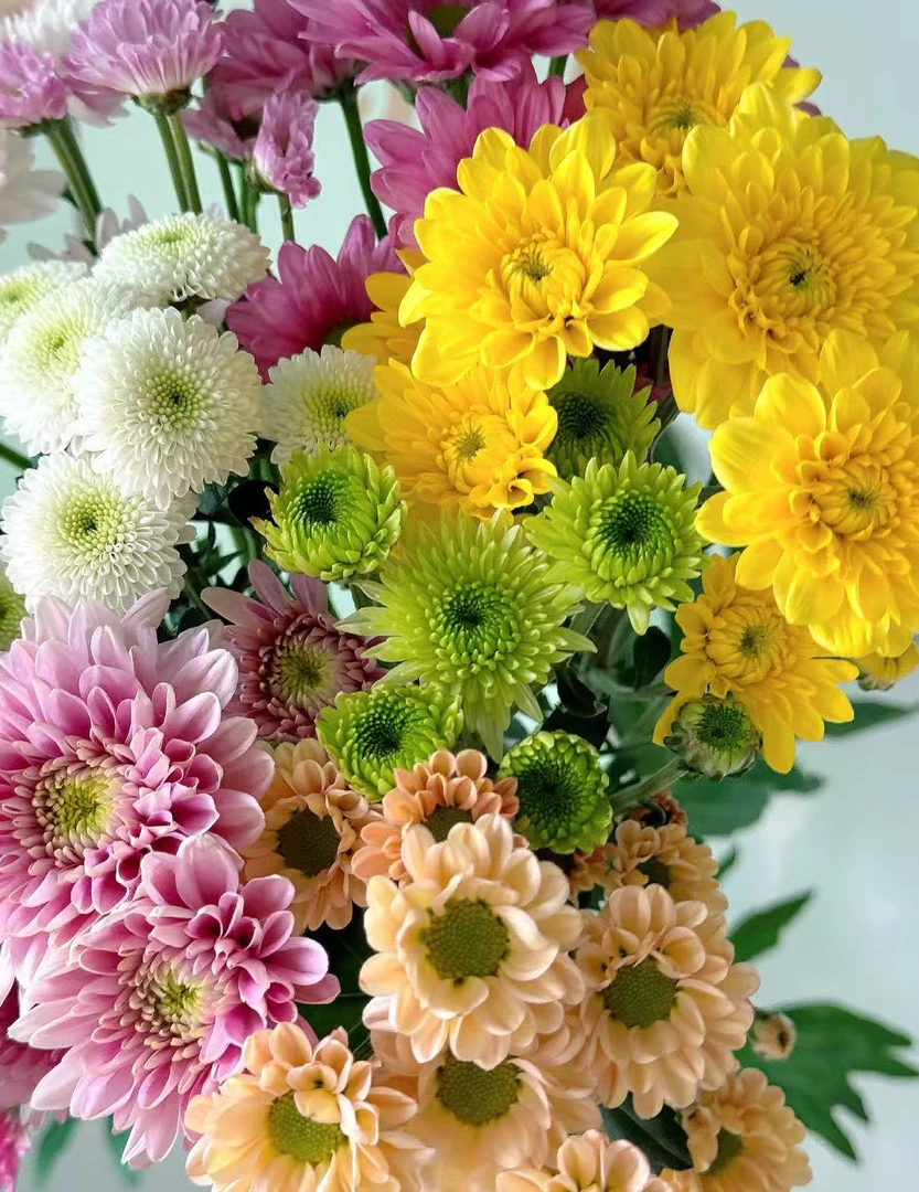 【混色小雏菊】养护周期长  |  全场任意满两单及以上鲜花包邮