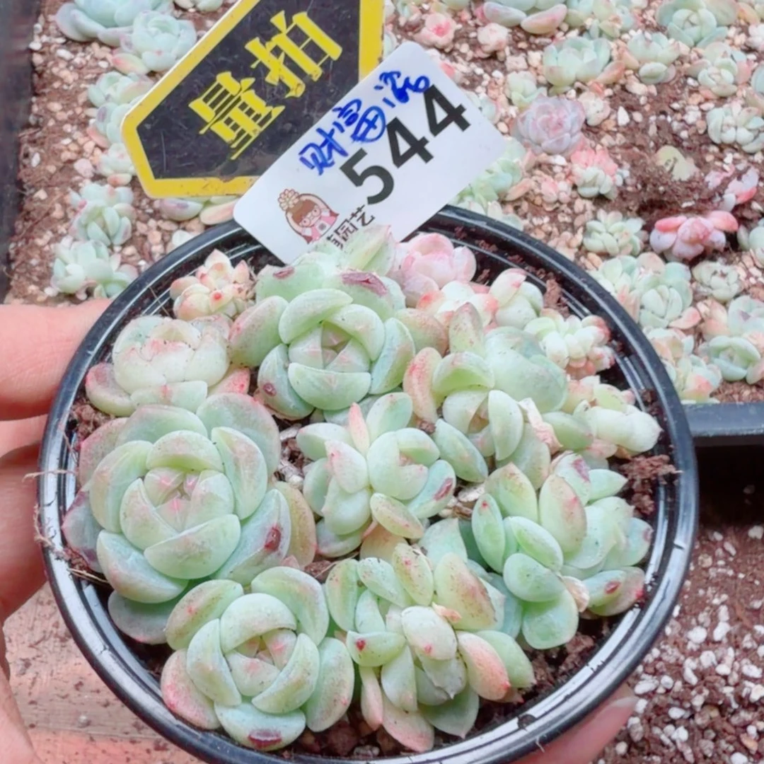 多肉植物多肉植物