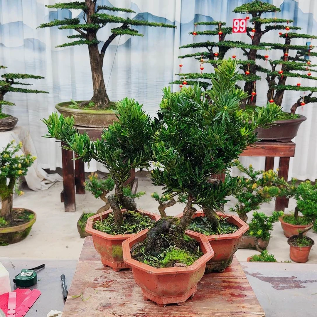 盆景罗汉松一物一拍