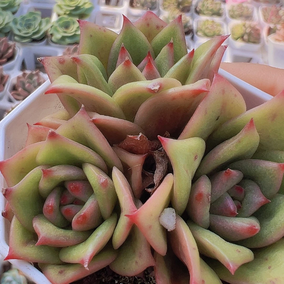 蔷薇玛利亚群19包邮