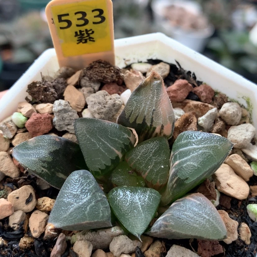 【闪购商品】533多肉