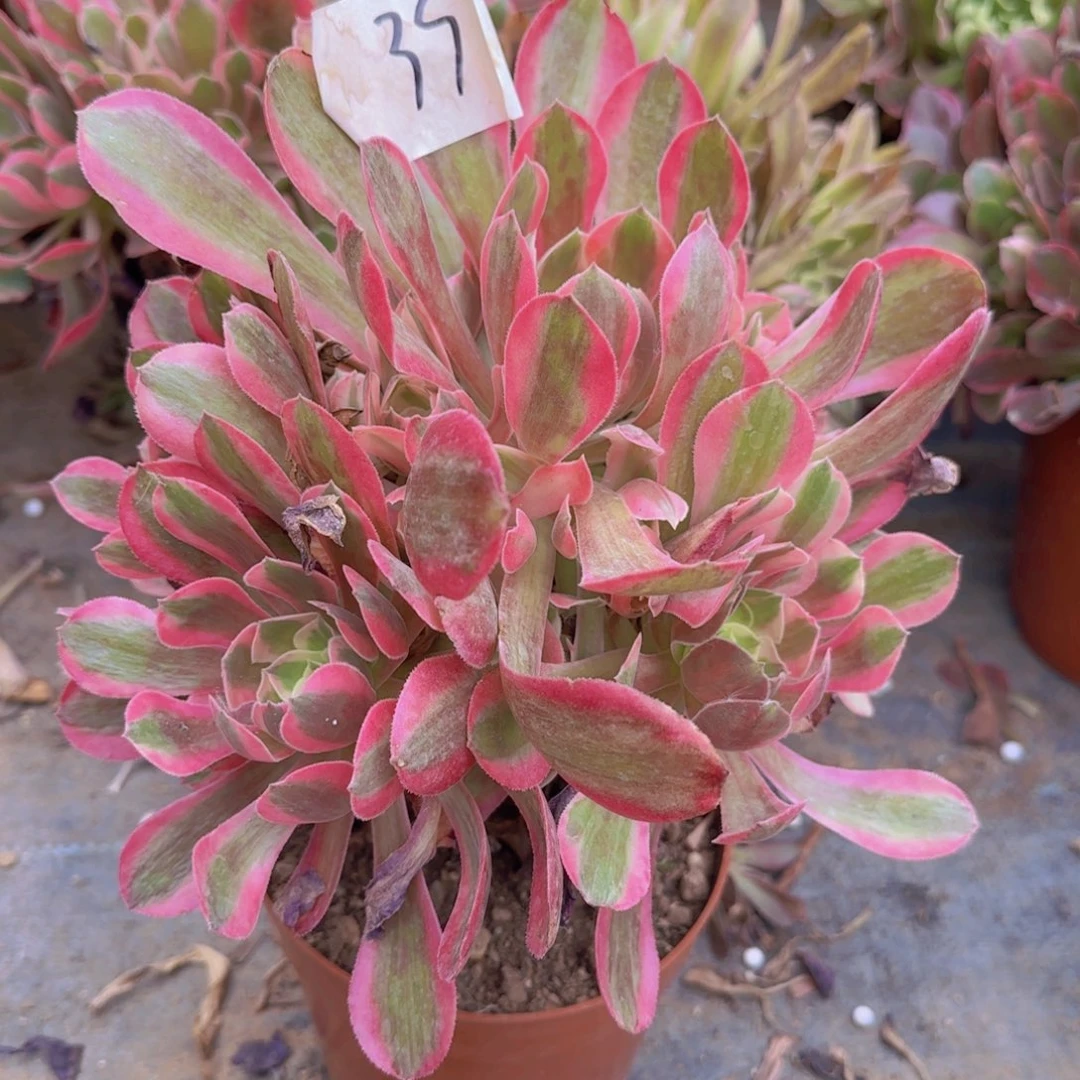 39号。 分女巫。  冠服。25