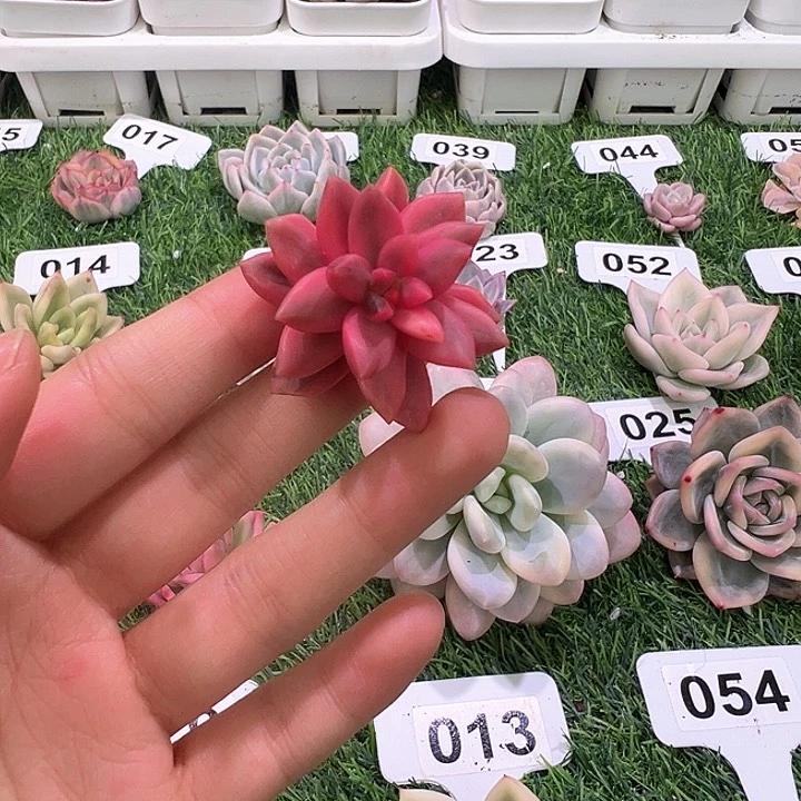 虚*黑美人锦一物一拍