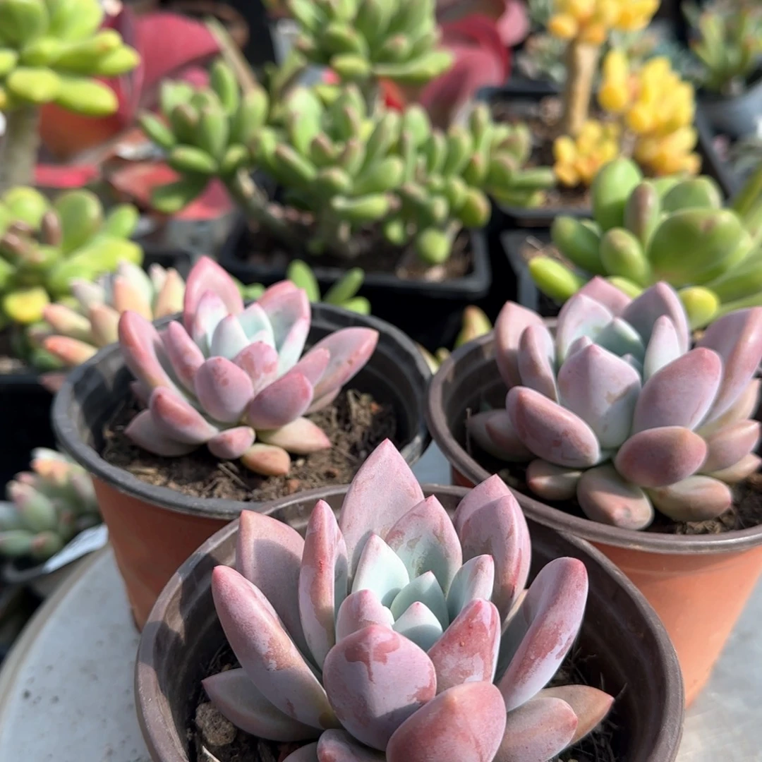 一组3颗 一物一拍 一物一拍