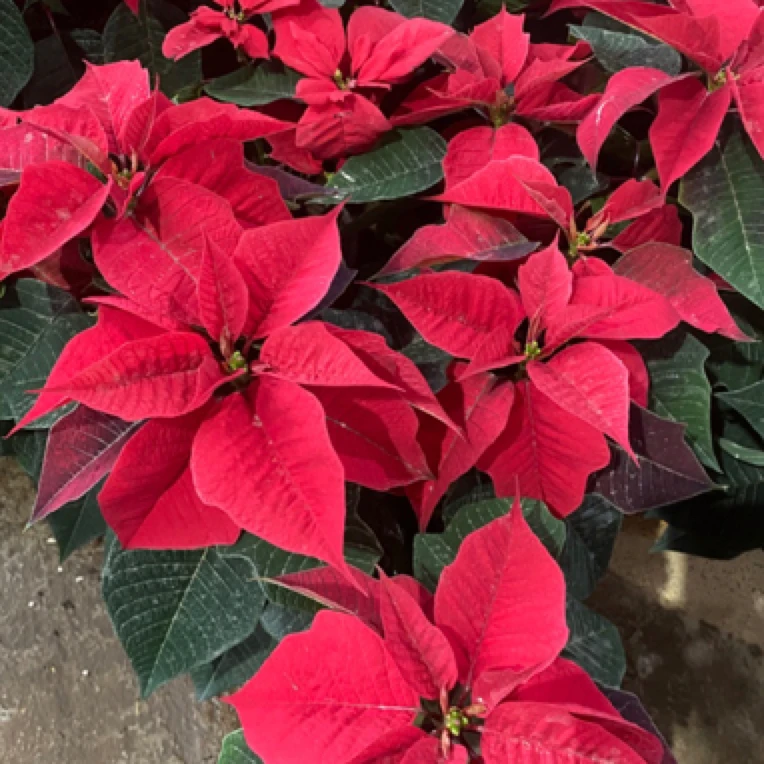 一品红室内室外盆栽