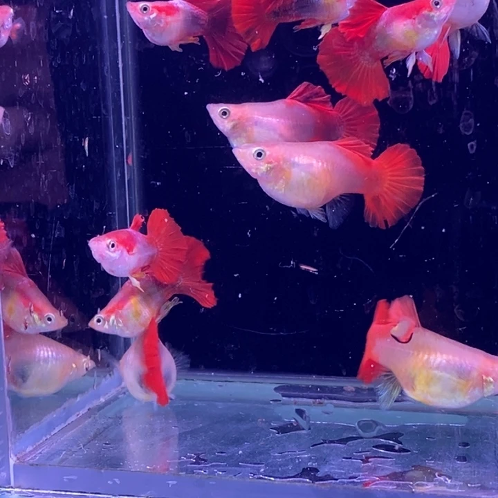 孔雀鱼黄爆球5对包邮