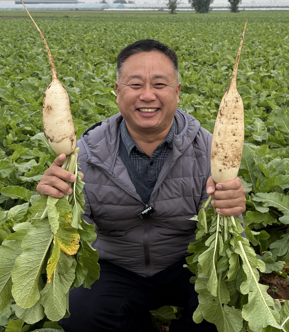 新鲜现挖沙土地 大白萝卜，宝玉萝卜