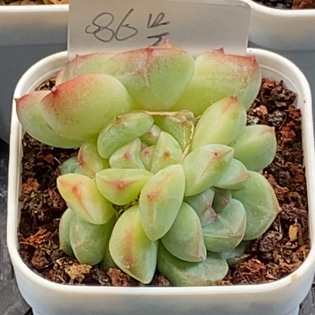 天官赐福百无禁忌