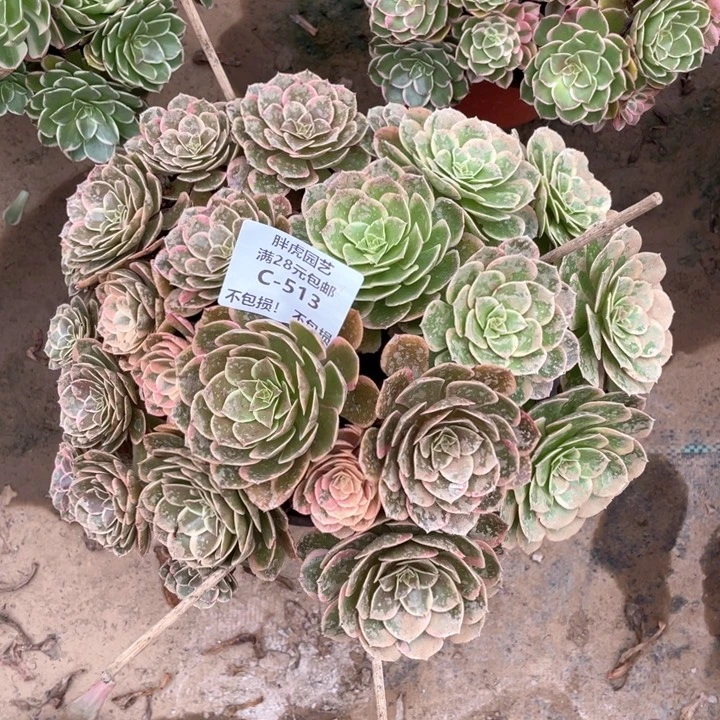 513粉花妖变异多肉法师丛林