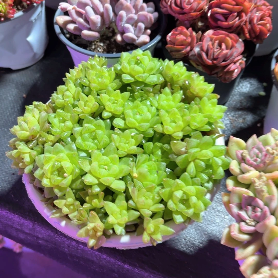 草玉露多肉15㎝盆