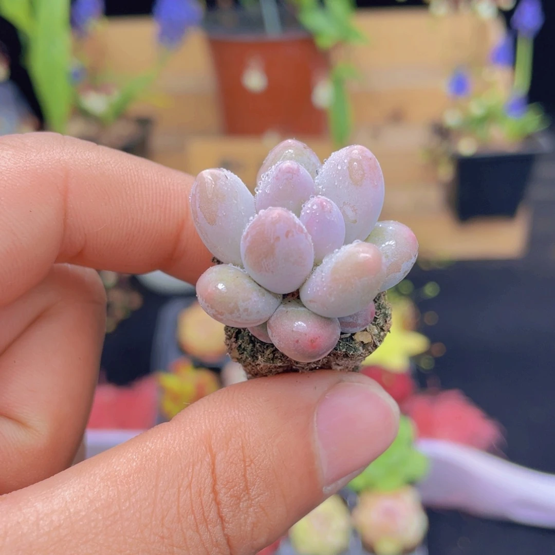 汤圆多肉9.9包邮发货