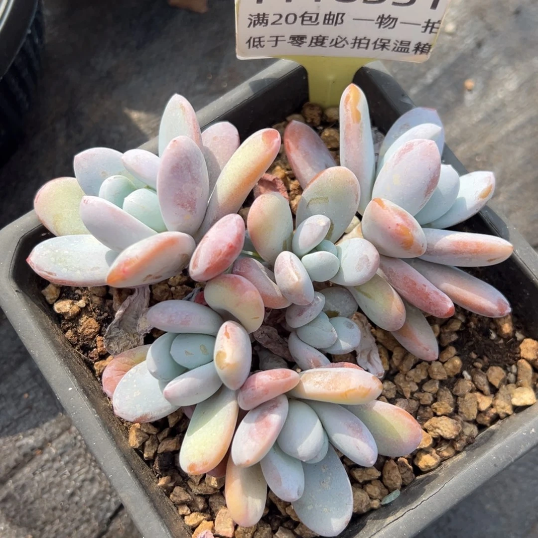 1118331 雪美人群