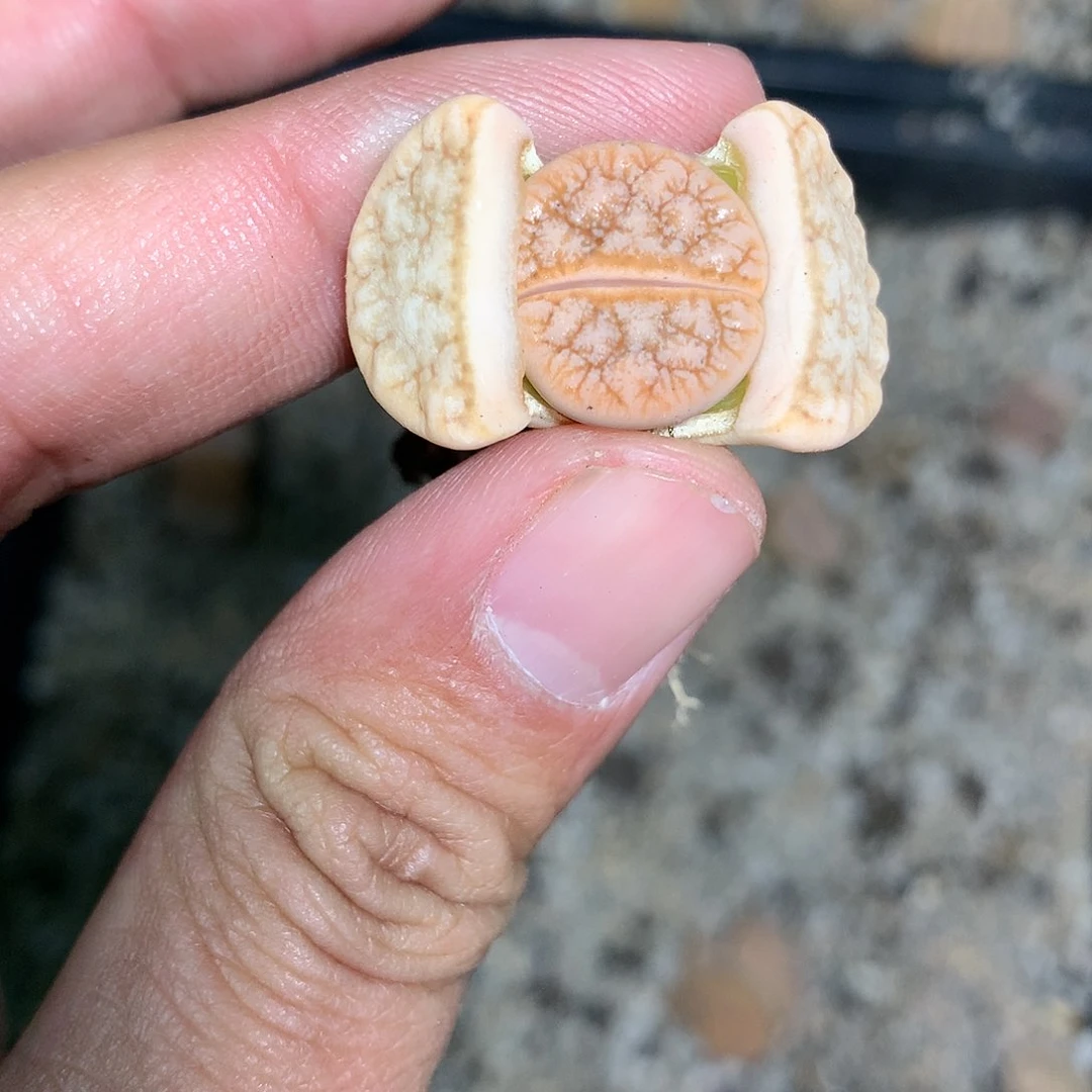 H385多肉植物保护