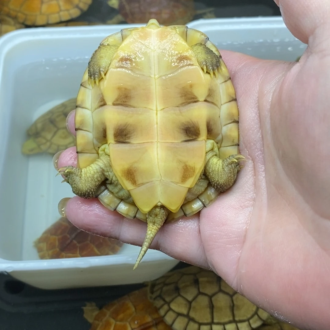 母绿毛龟苍****歌小青龟。．，