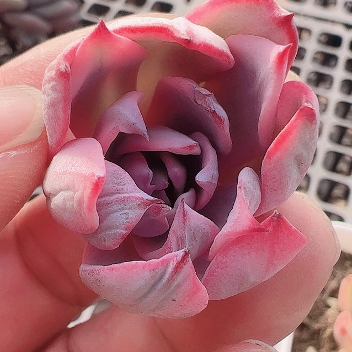 L*N多肉植物多肉植物