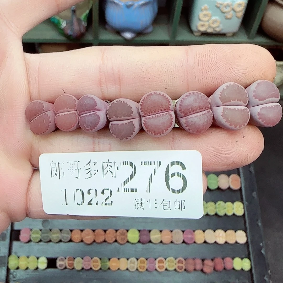 满满18包邮1022-276
