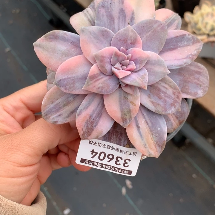 无花朵华丽风车锦33604