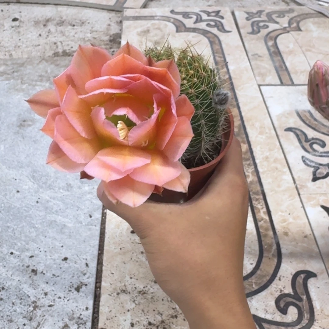 叶***子彩草哈哈哈哈哈哈哈哈哈