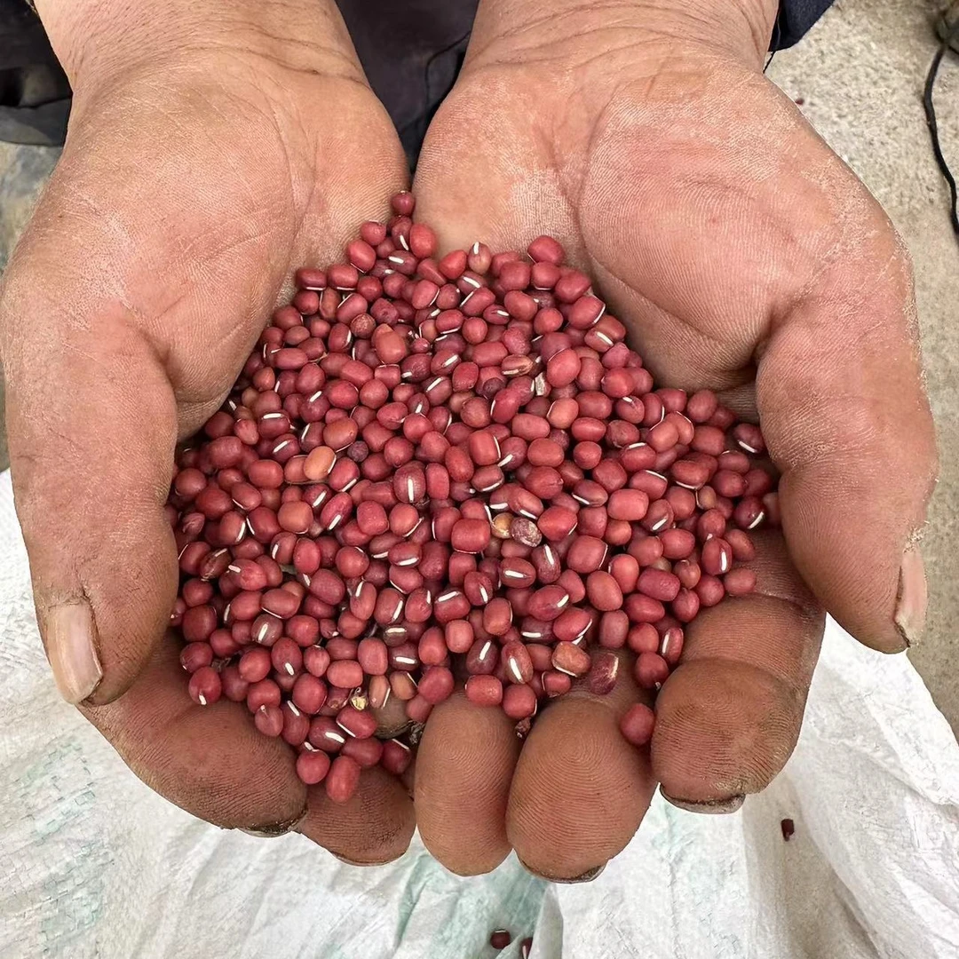 小王书记专属老品种红小豆 留种红小豆