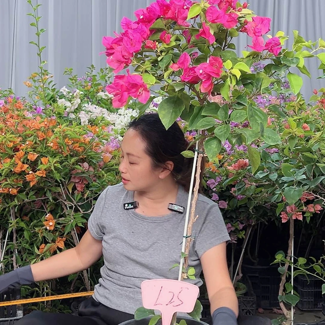 你***呀当前无花栽培后可以开花L25血色玛丽