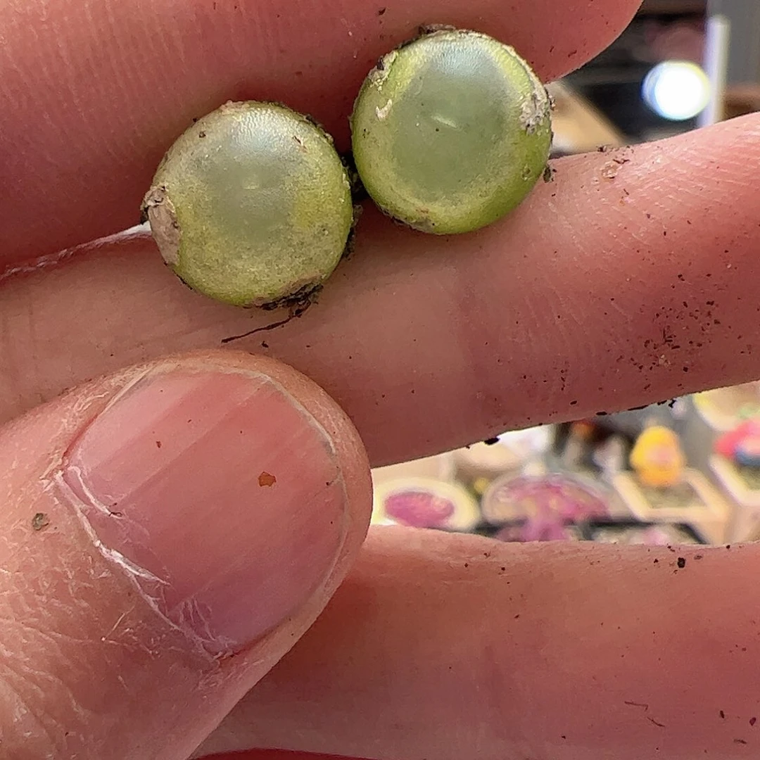 【闪购商品】343 拉登